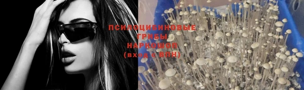 прущие грибы Зеленокумск